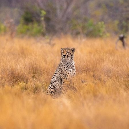 Nungubane Game Lodge 벨게본든 수렵 금지 구역 외부 사진